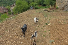 Top half of the garden with the goats